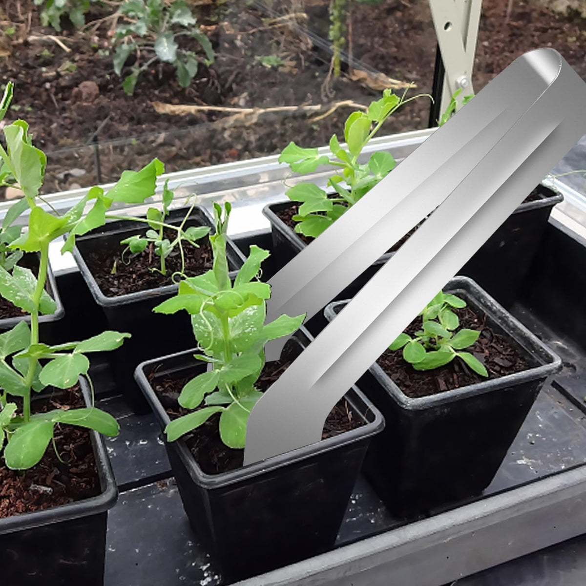 CANIPHA transplant pliers in action during outdoor transplanting.
