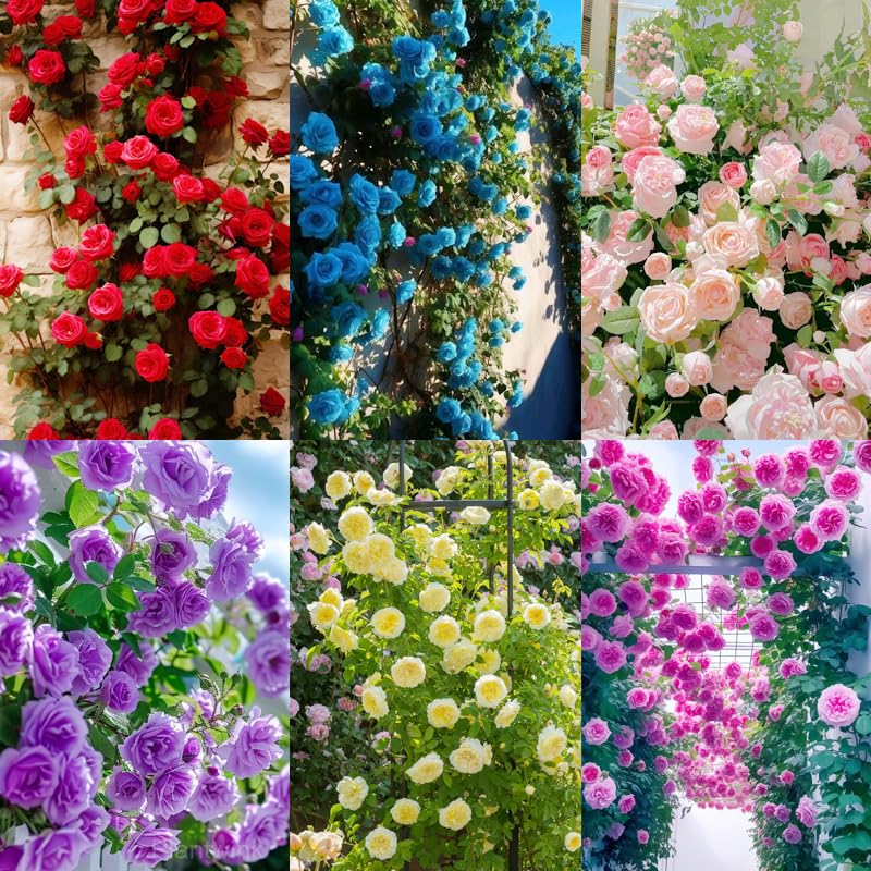 Carpet Creeping 150+ mix climbing rose seeds with pink blooms for vibrant garden color