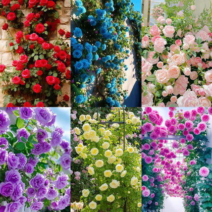 Carpet Creeping 150+ mix climbing rose seeds with pink blooms for vibrant garden color
