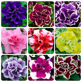 Carpet Creeping 325plus Mix Petunia Seeds ready for vibrant color bloom in containers