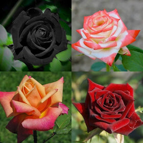 Carpet Creeping rainbow rose seeds pack ready for outdoor planting with vibrant color potential.