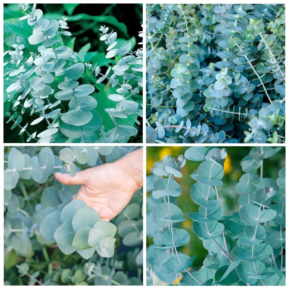 Carpet Creeping 50+ rare eucalyptus seeds packaging ready for planting