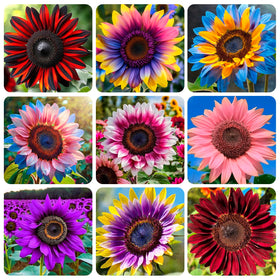 Carpet Creeping 500+ mixed sunflower seeds for outdoor planting; vibrant borders