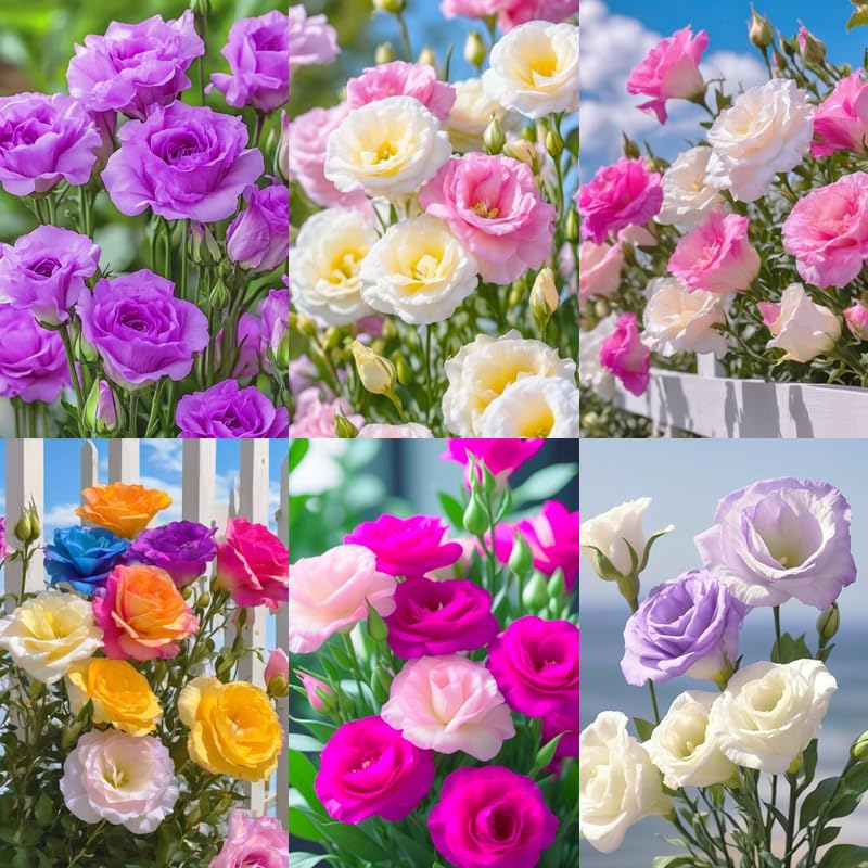 Carpet Creeping 950plus mixed lisianthus seeds pack for vibrant border plantings