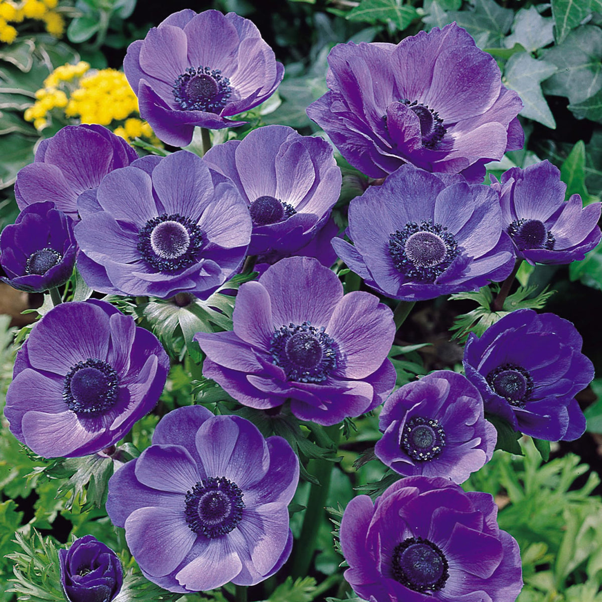 Carpet Creeping anemone blooms attracting pollinators in the garden