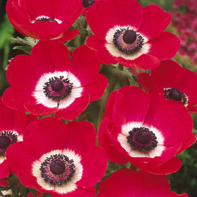 Carpet Creeping anemone seeds for garden planting in containers and beds