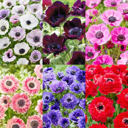Carpet Creeping anemone seeds packet for easy garden planting in zones 4-8