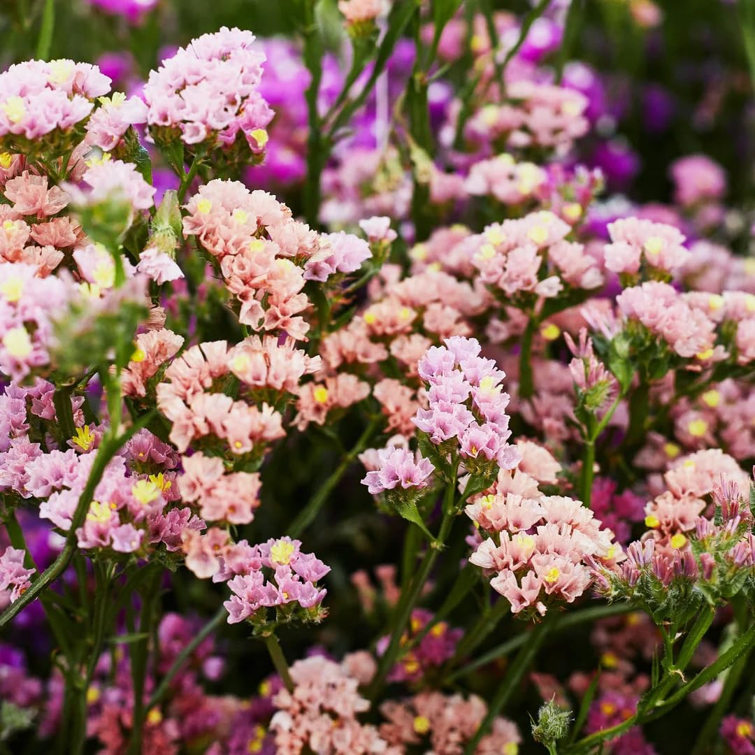 Carpet Creeping angular stems with dense flower clusters suited for long-lasting arrangements.