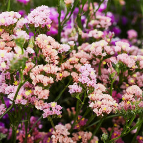 Carpet Creeping angular stems with dense flower clusters suited for long-lasting arrangements.