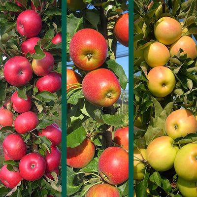 Carpet Creeping apple seed pack front, ideal for starting a resilient home orchard.