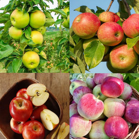 Carpet Creeping apple seed varieties closeup, with options for fresh eating and baking.
