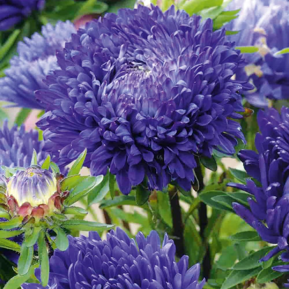 Carpet Creeping asters attract bees and butterflies for a pollinator-friendly garden