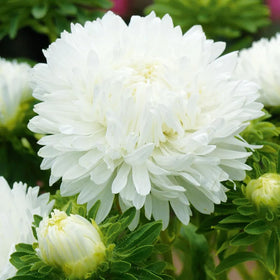 Carpet Creeping aster seeds are easy to grow for beginners and pros