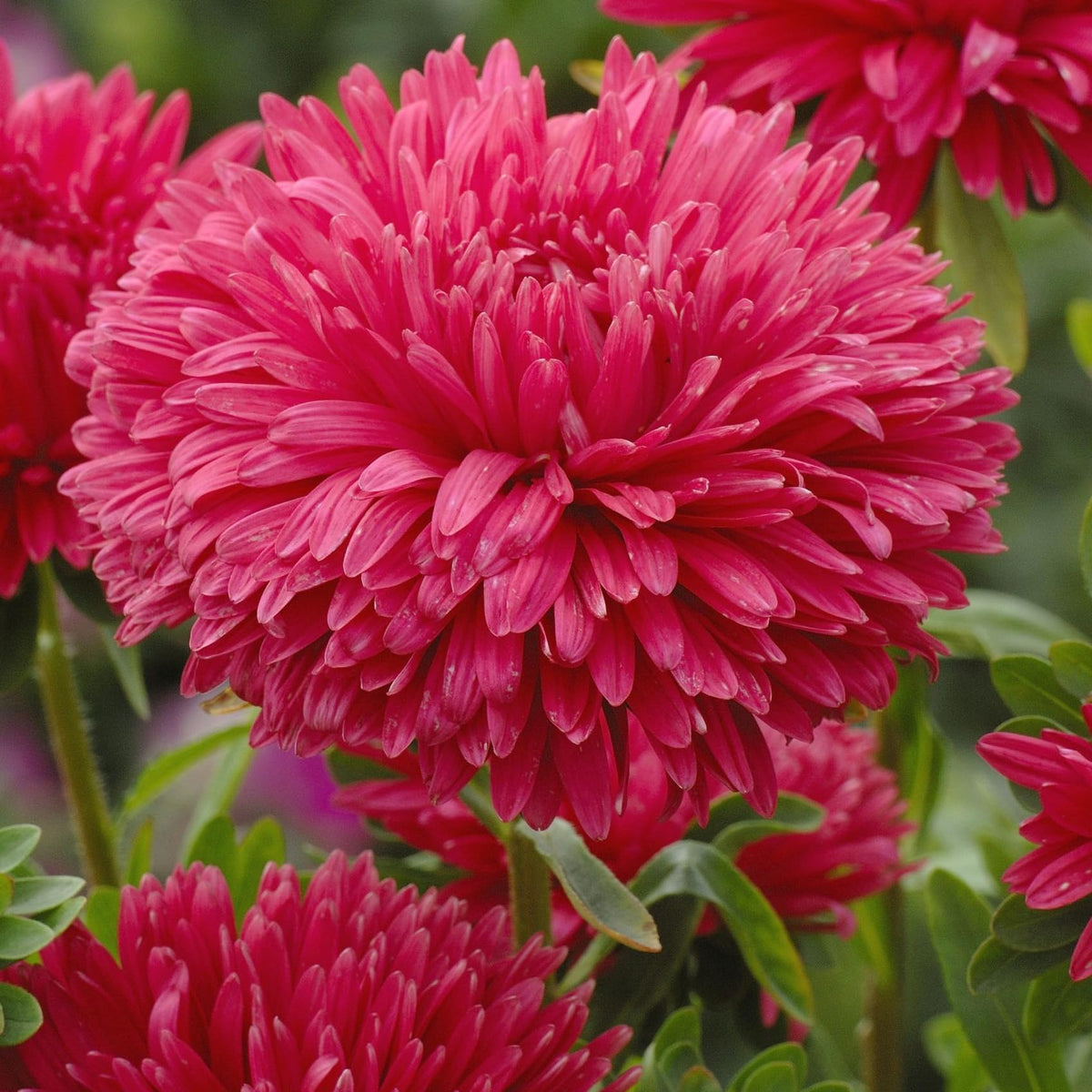 Carpet Creeping asters offer long-lasting color from late summer to fall