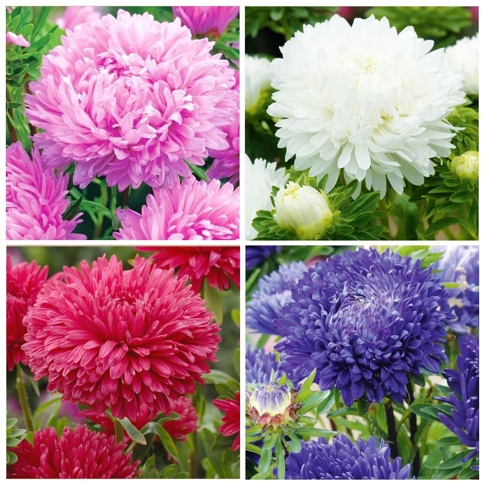 Carpet Creeping aster seeds deliver vibrant purple blooms for a striking garden display