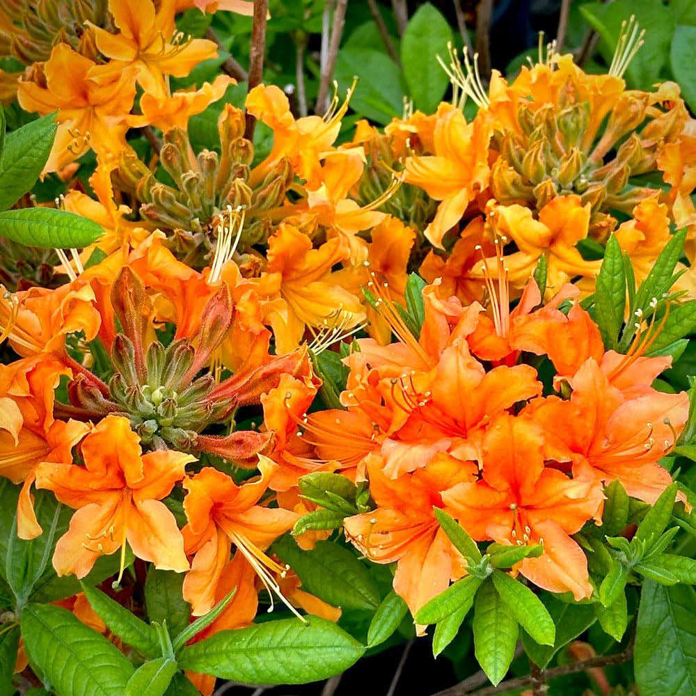 Carpet Creeping azalea bush enhances landscape growth