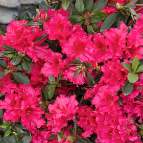 Carpet Creeping azalea color varieties red white apricot