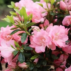Carpet Creeping azalea container garden with color display