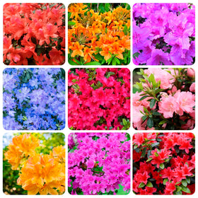 Carpet Creeping azalea seed mix for vibrant garden borders