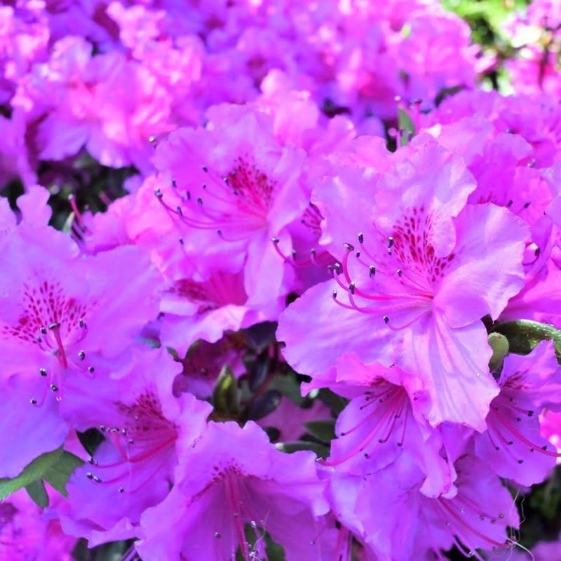 Carpet Creeping azalea seedling under shade for color