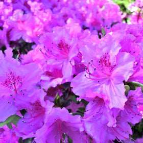 Carpet Creeping azalea seedling under shade for color