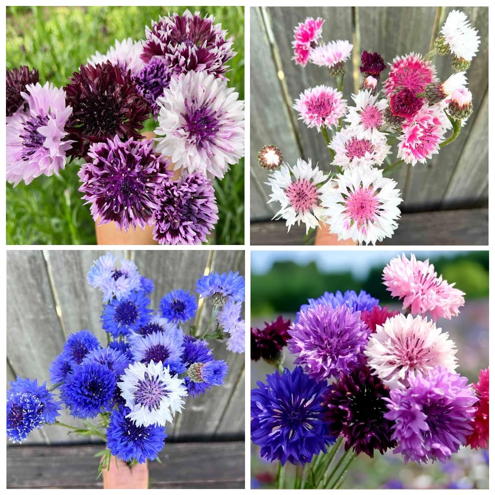 Carpet Creeping bachelor button mixed colors bloom cluster, colorful bouquets.
