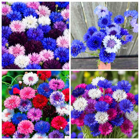 Carpet Creeping bachelor button seeds close-up, easy-to-grow for beginners.