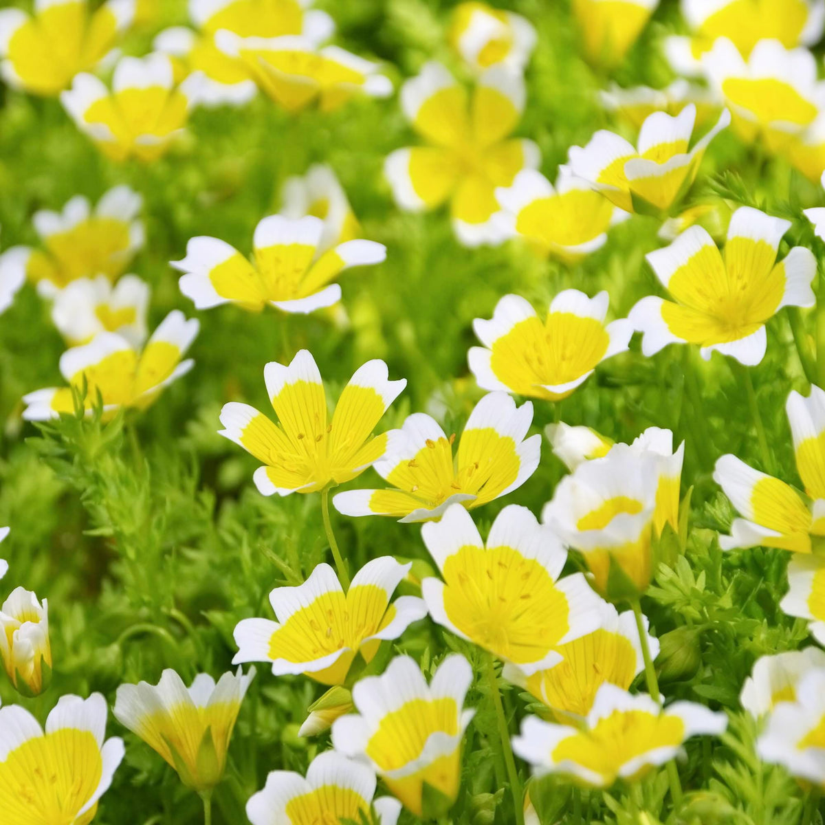 Carpet Creeping bees visiting meadowfoam blooms for pollination