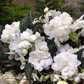 Carpet Creeping compact begonia with neat mounded growth for edging