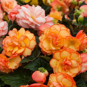 Carpet Creeping begonia container arrangement for patio decor and easy maintenance