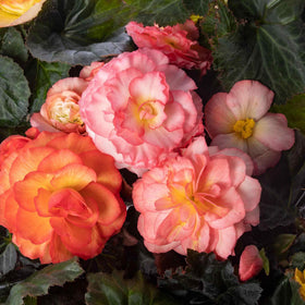 Carpet Creeping begonia flowers brighten beds and borders with vibrant continuous color