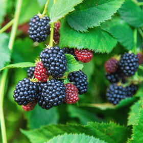 Carpet Creeping blackberry seeds — berry clusters primed for fresh eating and seasonal jams.