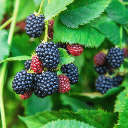 Carpet Creeping blackberry seeds — berry clusters primed for fresh eating and seasonal jams.