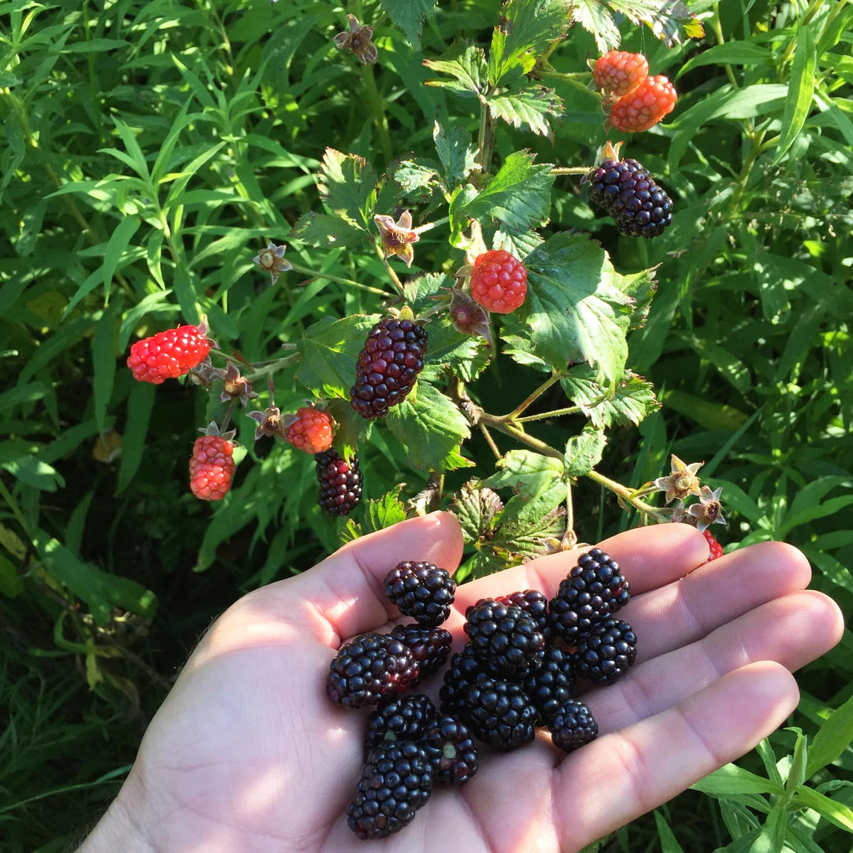 Carpet Creeping blackberry seeds — deep red to black fruit for desserts and preserves.