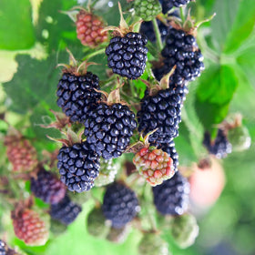 Carpet Creeping blackberry seeds — garden bed planting for a fruitful outdoor harvest.