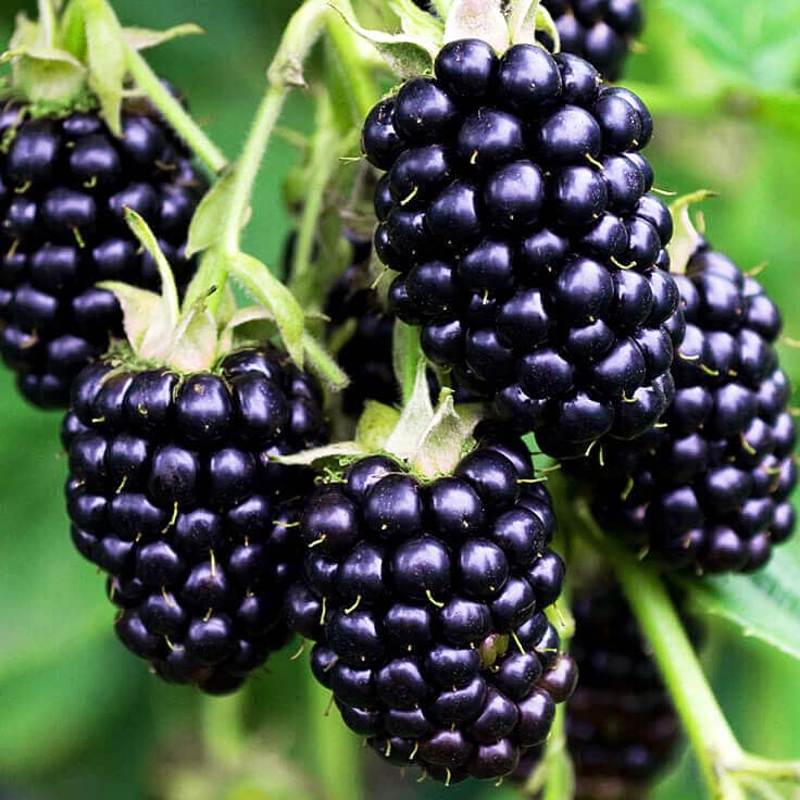 Carpet Creeping blackberry seeds — white flowers in spring, adding ornamental value.