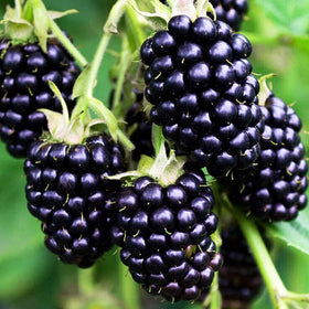 Carpet Creeping blackberry seeds — white flowers in spring, adding ornamental value.