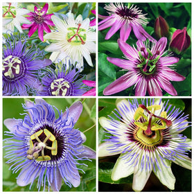 Carpet Creeping blue passion flower bloom close-up for vibrant garden color.