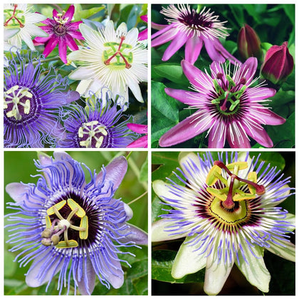 Carpet Creeping blue passion flower bloom close-up for vibrant garden color.