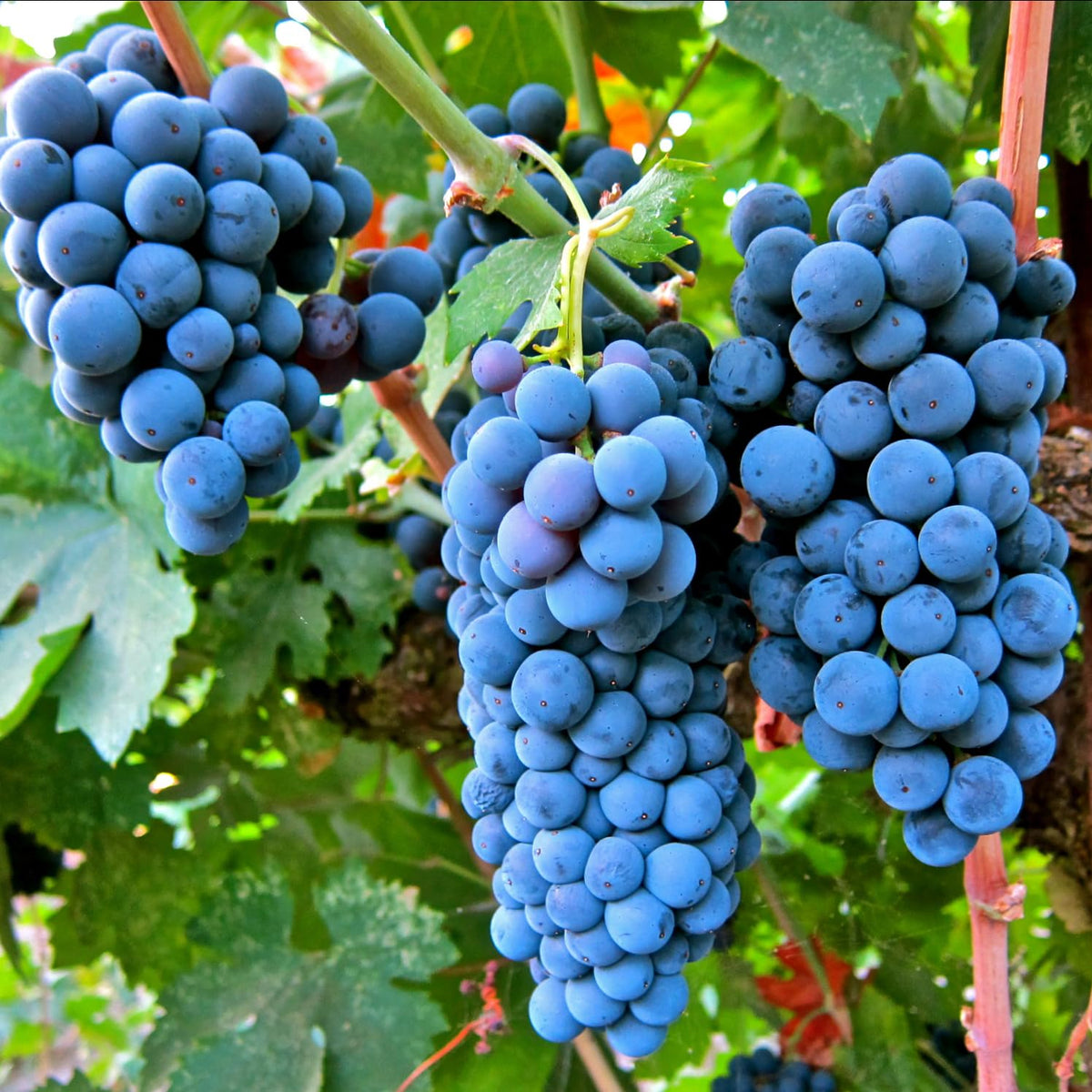 Carpet Creeping blueberry seeds 80pcs ideal for containers and sunlit balconies