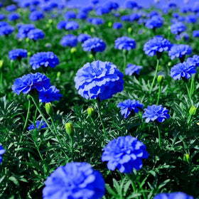 Carpet Creeping marigold ideal for borders and containers in versatile garden setups.