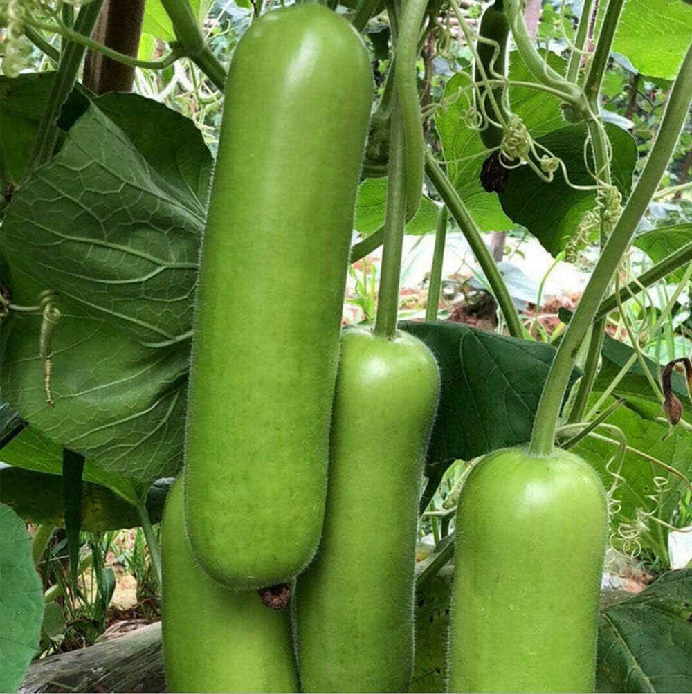 Carpet Creeping bottle gourd seeds shown for outdoor planting and trellis growth
