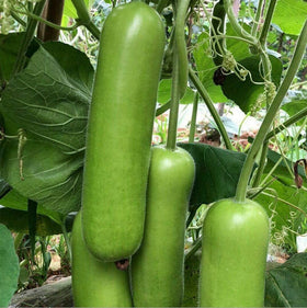 Carpet Creeping bottle gourd seeds shown for outdoor planting and trellis growth