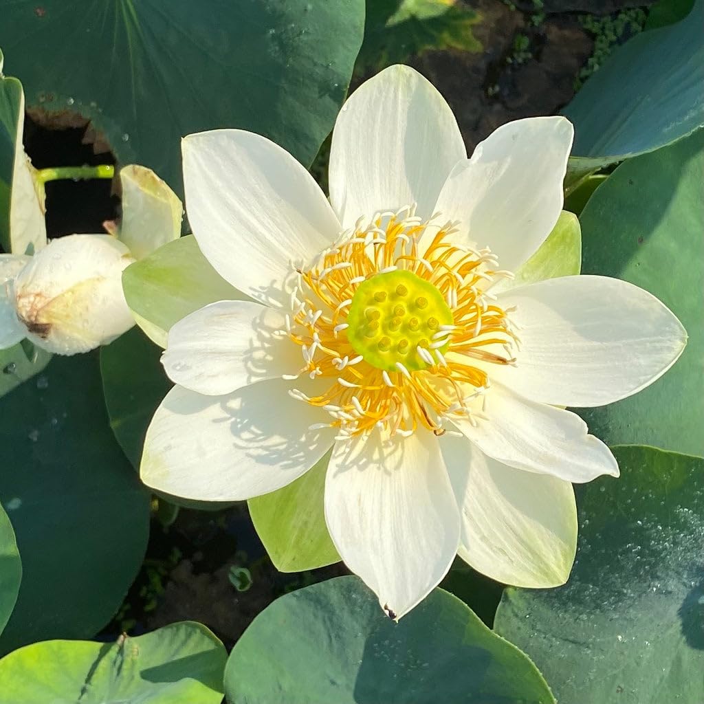 Carpet Creeping bowl lotus plants ready for decorative pond display.