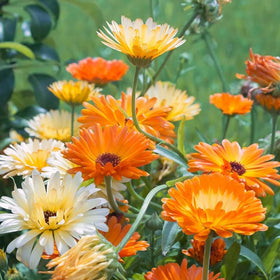 Bees on Carpet Creeping calendula blossoms for pollinator-friendly beds