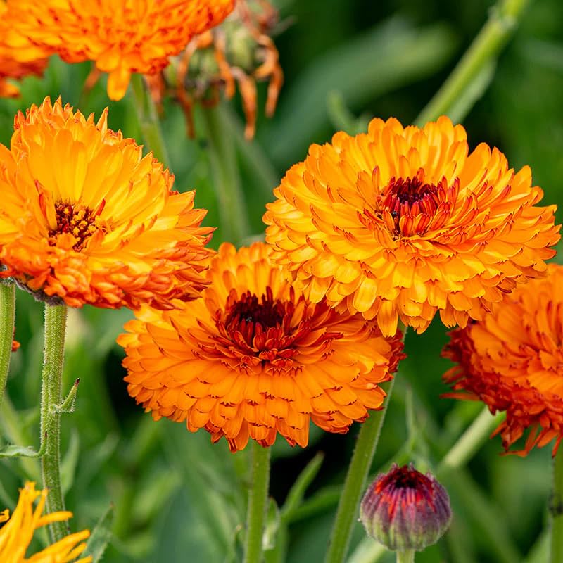 Carpet Creeping calendula flowers in bloom add sunny color