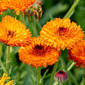 Carpet Creeping calendula flowers in bloom add sunny color