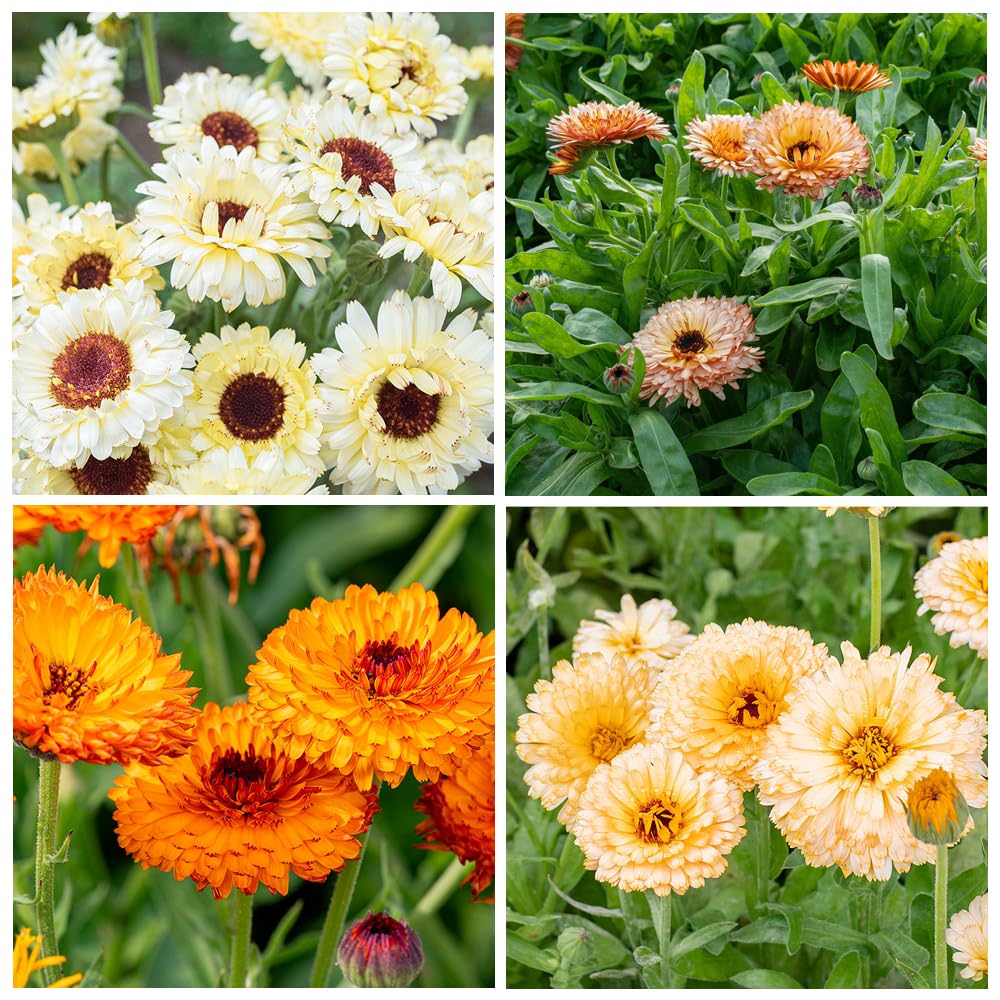Carpet Creeping calendula seeds pack for easy outdoor planting