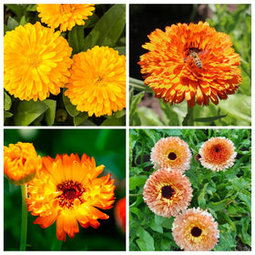 Calendula seeds sprouting early, great for beginners
