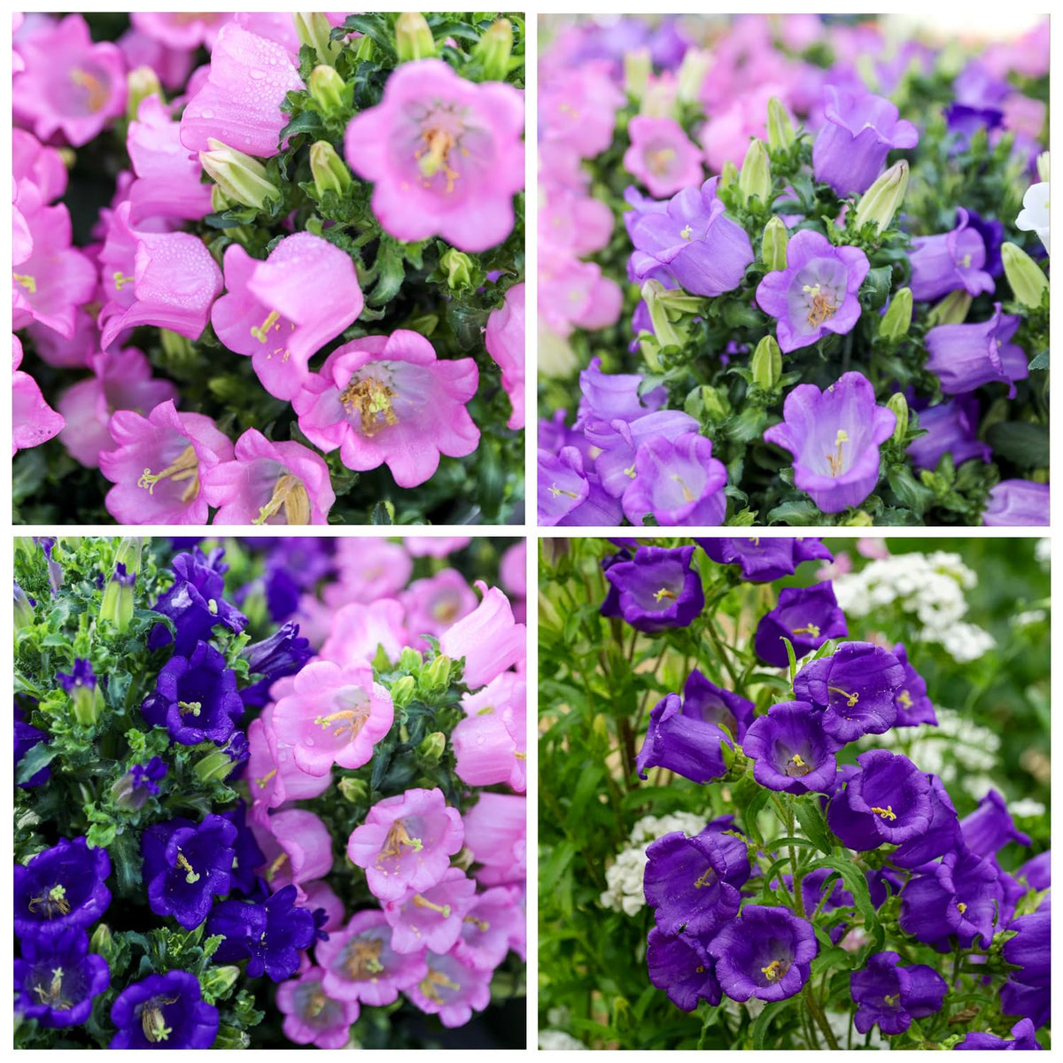 Carpet Creeping Campanula bellflower bloom close-up with cheerful petals for borders